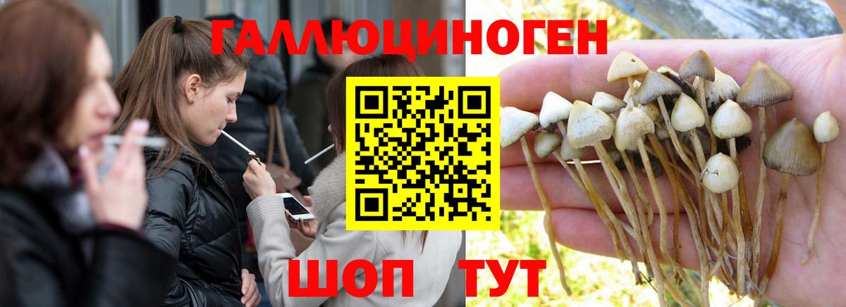 Галлюциногенные грибы Psilocybe Сертолово